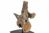 Fossil Spinosaurus Cervical Vertebra - Incredible Preservation #244472-3